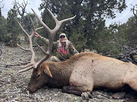 Nevada Bull Elk Hunts with Nevada High Desert Outfitters