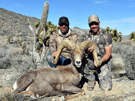 Nevada Bighorn Sheep Hunts with Nevada High Desert Outfitters